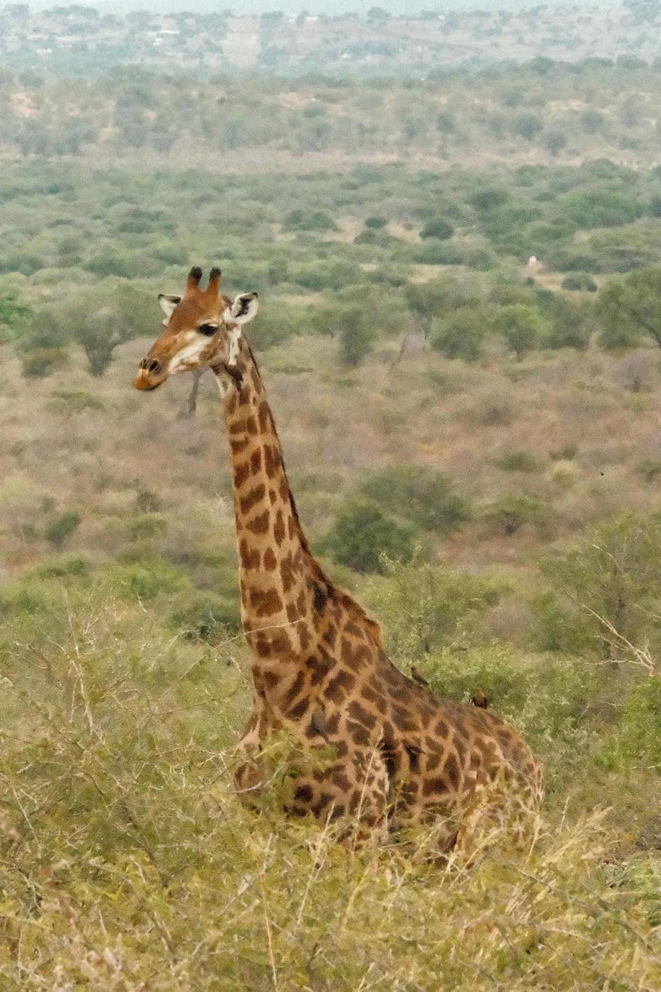 Africamps At White Elephant Safaris Понгола Екстериор снимка