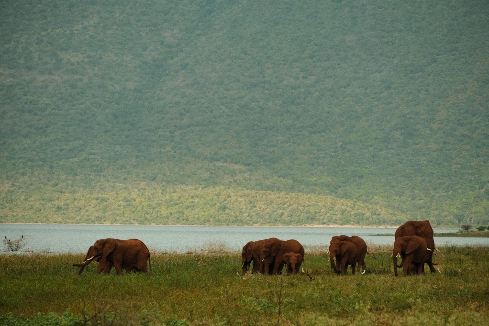 Africamps At White Elephant Safaris Понгола Екстериор снимка