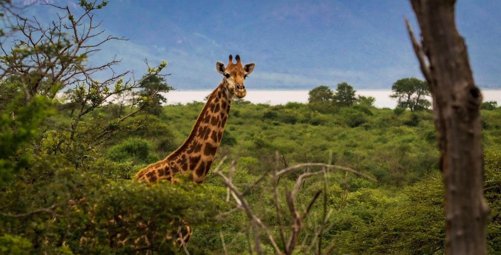Africamps At White Elephant Safaris Понгола Екстериор снимка